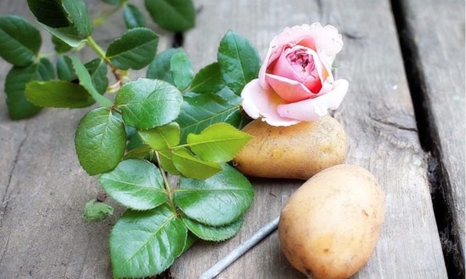 Για να φυτέψετε τις πατάτες στη βεράντα σας θα χρειαστείτε πατάτες, κοτσάνια από τριαντάφυλλα, ένα σφυρί ή μια βίδα, λίγη άμμο, χώμα και μια γλάστρα.