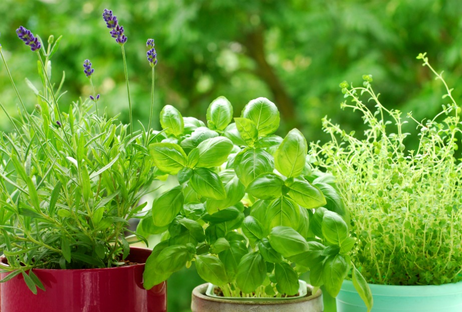 Αν βάλετε κάποιο από αυτά τα φυτά στη βεράντα σας δεν θα χρειαστεί να χρησιμοποιείτε τακτικά τοξικά εντομοαπωθητικά που μπορεί να βλάψουν την υγεία σας.