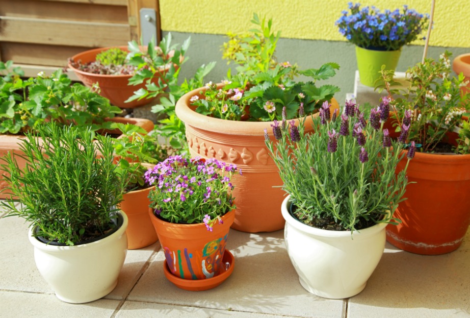 Κάποια από αυτά τα φυτά θα προσθέσουν όμορφα χρώματα στη βεράντα σας.