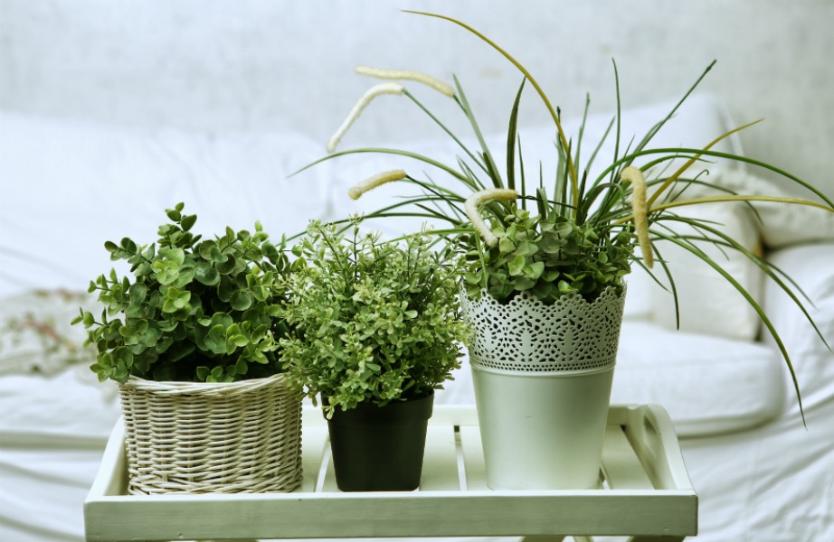 Τα φυτά αποτελούν τον πιο οικονομικό και ΄ξευπνο τρόπο για να απομακρύνετε κάθε δυσάρεστη και βλαβερή μυρωδιά από τον χώρο σας.