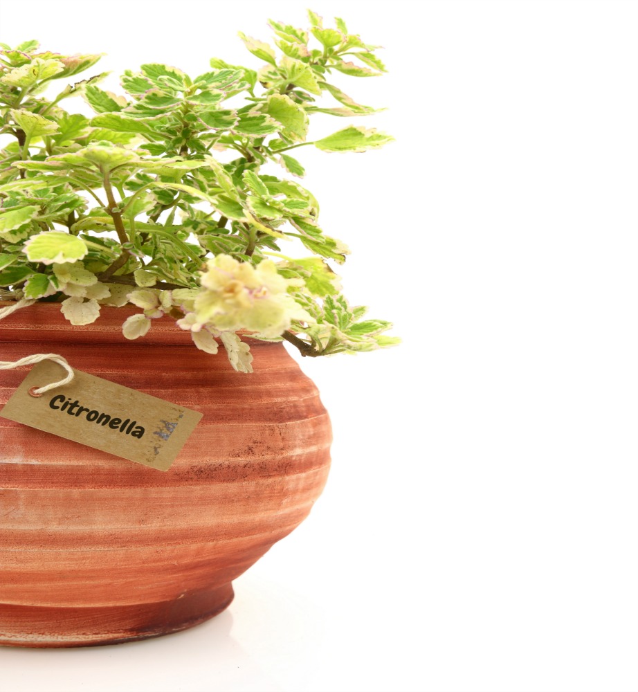 Φυτέψτε φυτά με εντομοαπωθητική δράση, όπως η σιτρονέλα.