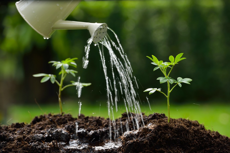 Ποτίστε τα φυτά σας με βρόχινο νερό.