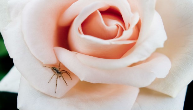 Υπόθεση Αράχνες: Αυτά Είναι τα Σημεία που Αγαπούν αλλά Ξεχνάτε να Καθαρίσετε