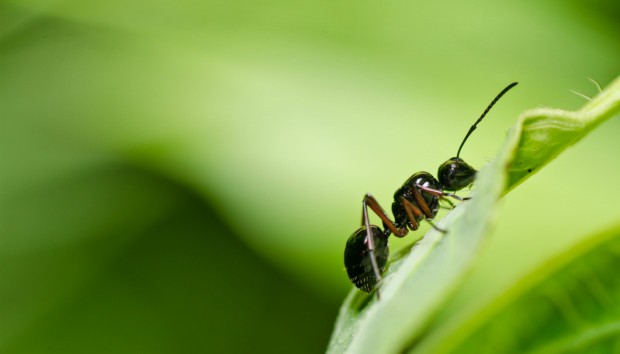 Εξαφανίστε τα Μυρμήγκια με τον πιο Φυσικό Τρόπο