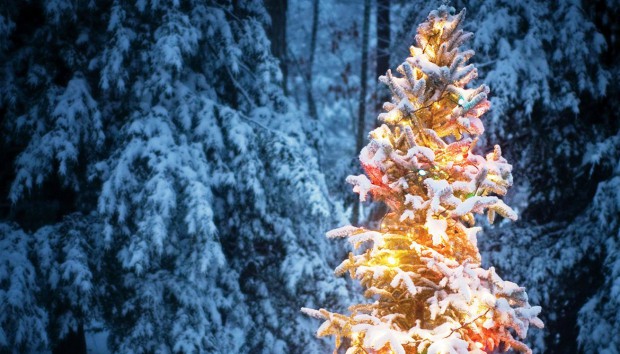 4 Πράγματα που δεν Γνωρίζετε για τα Χριστουγεννιάτικα Δέντρα