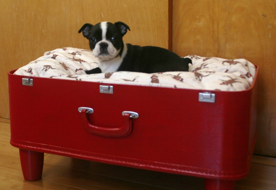 Μια παλιά βαλίτσα θα σας βοηθήσει να φτιάξετε ένα ονειρικό κρεβατάκι σκύλου