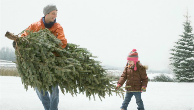 Τips για να Διατηρήσετε το Χριστουγεννιάτικο Δέντρο Φρέσκο για Περισσότερες Μέρες