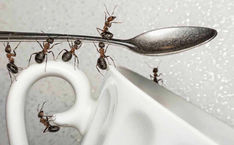Ξεφορτωθείτε τα μυρμήγκια μια και καλή πριν αυτά κάνουν κατάληψη στο σπίτι σας. 