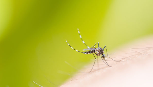 Εύκολοι και Φυσικοί Τρόποι για να μην σας Πλησιάζουν τα Κουνούπια!