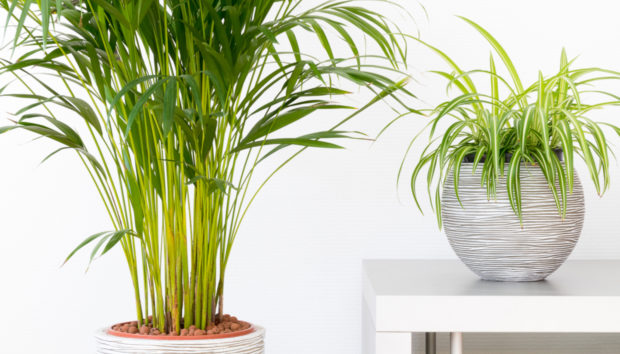 6 Φυτά που θα Καθαρίσουν τον Αέρα του Σπιτιού σας Αυτή την Άνοιξη