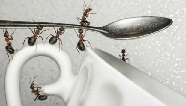 Oι πιο Αποτελεσματικοί Τρόποι για να Κρατήσετε τα Μυρμήγκια Μακριά από το Σπίτι σας