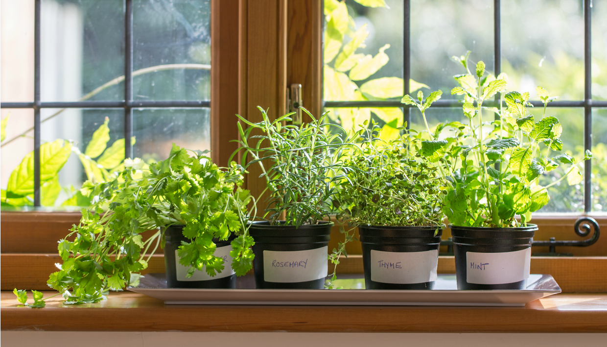 Πώς να Καλλιεργήσετε Φυτά στο Εσωτερικό του Σπιτιού σας – …