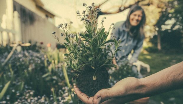 Από το Σαλόνι στο Μπαλκόνι: Πότε είναι η Κατάλληλη Στιγμή για να Βγάλετε Έξω τα Φυτά σας