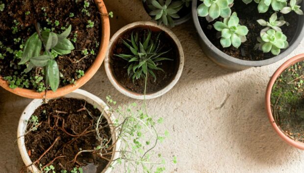 Tips για Φυτά μέσα στο Σπίτι: Πώς να τα Κρατήσετε Υγιή και Όμορφα