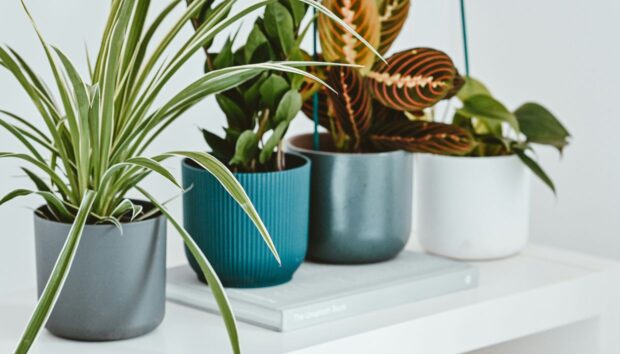 Γιατί Επιστρέφουν τα Μυρμήγκια στις Γλάστρες σας; Πώς να Σταματήσετε Οριστικά τον Κύκλο